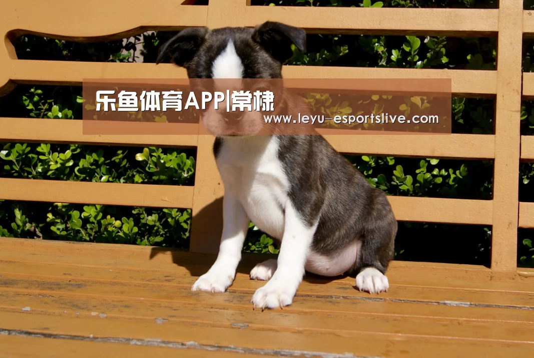 乐鱼体育APP|常棣(图1) 乐鱼体育APP