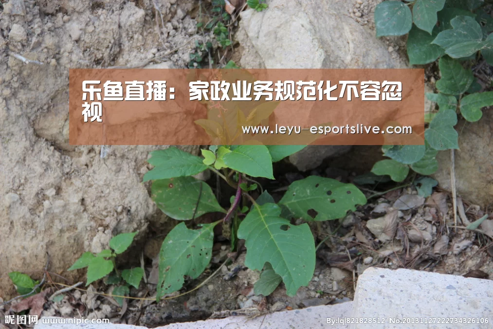 乐鱼直播:家政业务规范化不容忽视(图2) 乐鱼直播