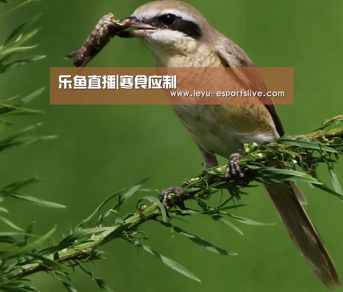 乐鱼体育APP